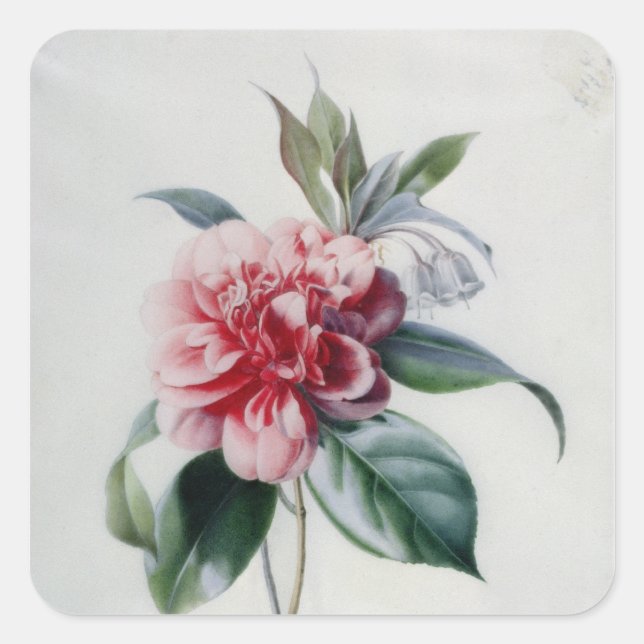 Sticker Carré Camellia (Devant)