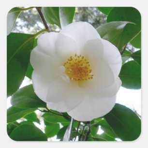 Sticker Carré Camellia blanche