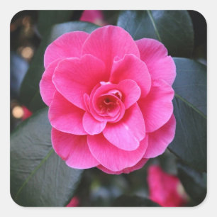 Sticker Carré Camellia rose