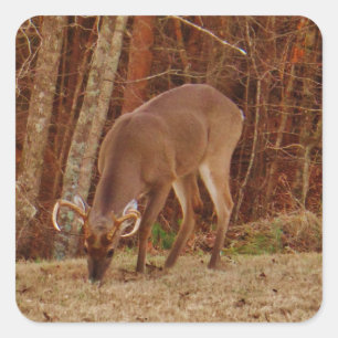 Sticker Carré Camouflage en chêne rouge Stag Buck Deer Nourritur