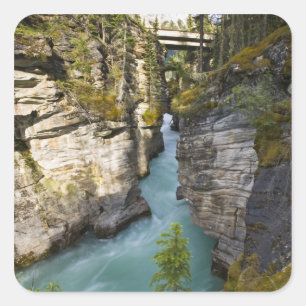 Sticker Carré Canada, Alberta, parc national de Jasper, Athabasc