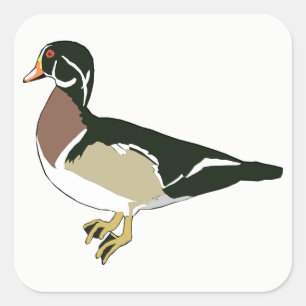 Sticker Carré Canard