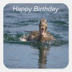 Sticker Carré Canard avec bec ouvert