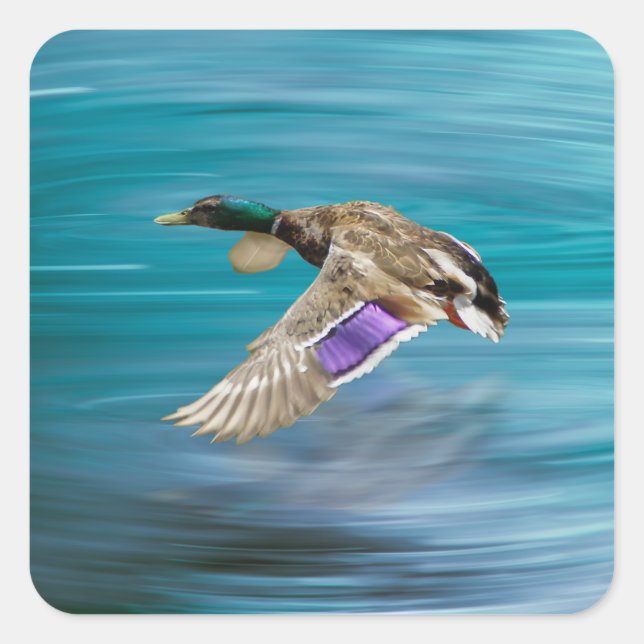 Sticker Carré Canard de Majard volant (Devant)