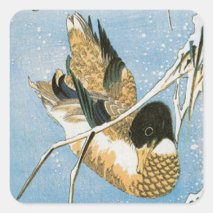 Sticker Carré Canard sauvage nageant parmi des roseaux chargés d