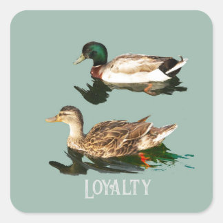 Sticker Carré Canards colverts