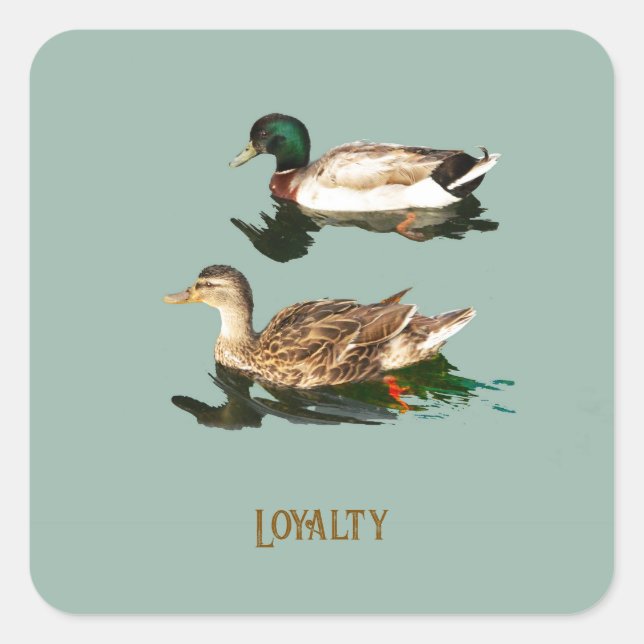 Sticker Carré Canards colverts (Devant)