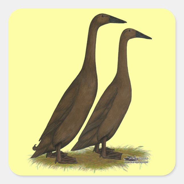 Sticker Carré Canards coureurs de chocolat (Devant)