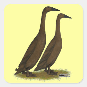 Sticker Carré Canards coureurs de chocolat