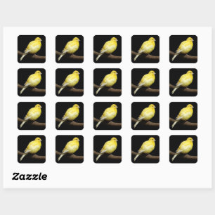 Sticker Carré Canari jaune