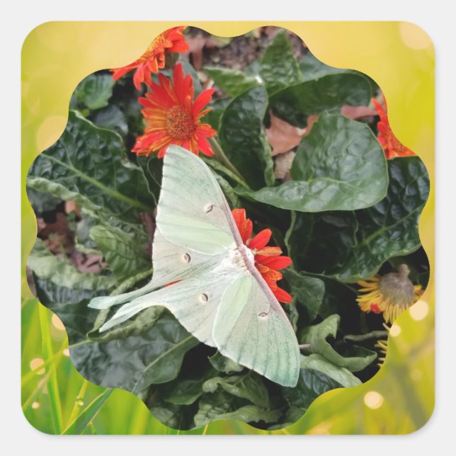 Sticker Carré Captivant Luna Moth (Devant)