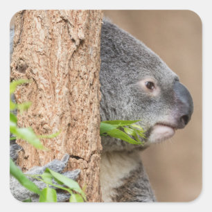 Sticker Carré Capture d'écran Koala