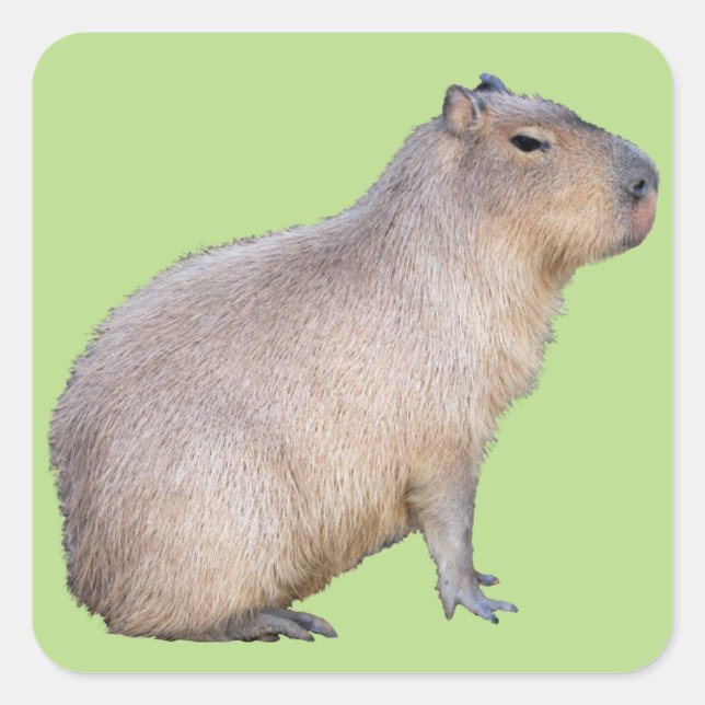 Sticker Carré Capybara (Devant)