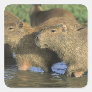 Sticker Carré Capybara, Hydrochaeris hydrochaeris), du monde