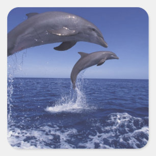 Sticker Carré Caraïbes, dauphins à gros nez