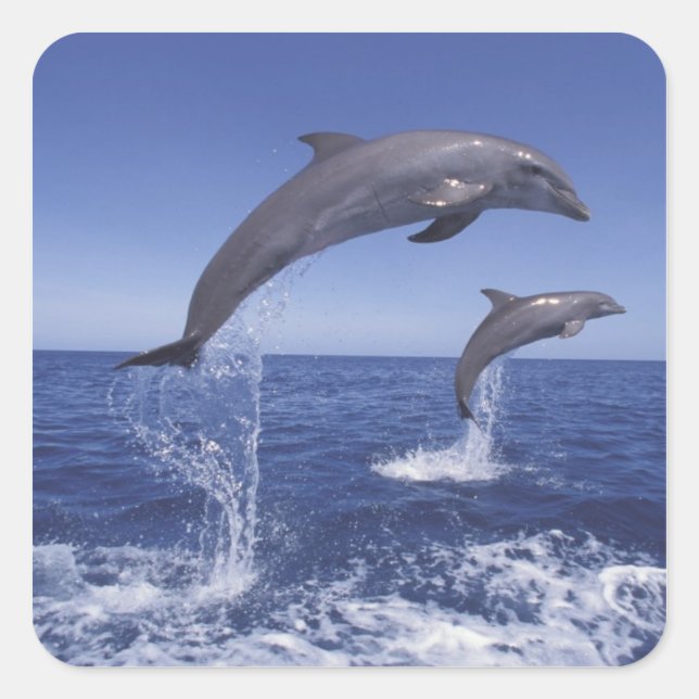 Sticker Carré Caraïbes, dauphins à gros nez (Devant)