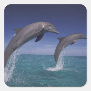 Sticker Carré Caraïbes, dauphins de Bottlenose Tursiops