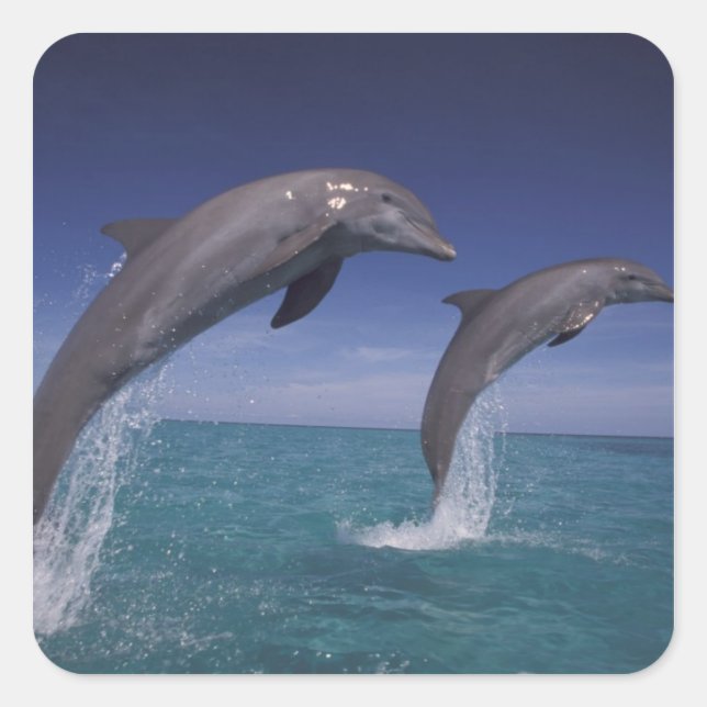 Sticker Carré Caraïbes, dauphins Tursiops (Devant)