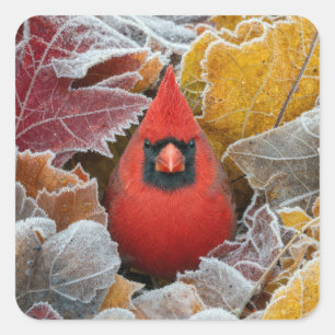 Sticker Carré Cardinal rouge dans les feuilles d'automne gelées