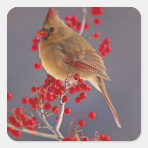 Sticker Carré Cardinalis femelle parmi les aubépines