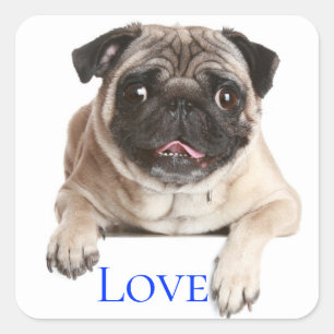 Sticker Carré Carlin d'amour Chiot Chien - À penser à toi,