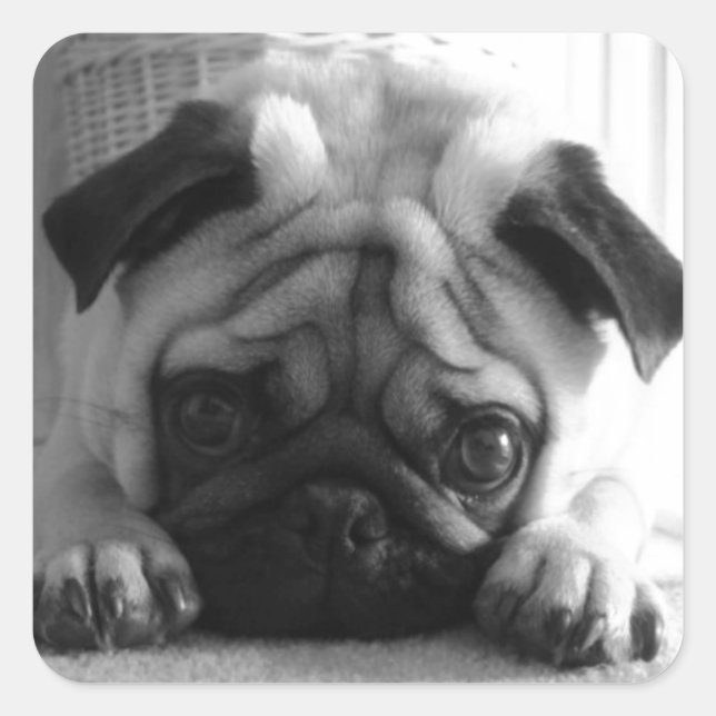 Sticker Carré Carlins SweetPea (Devant)