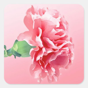 Sticker Carré Carnation rose