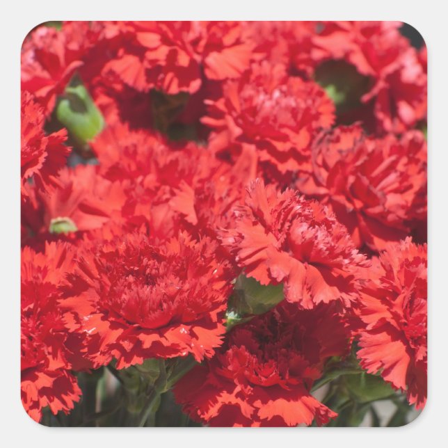 Sticker Carré Carnations rouges (Devant)