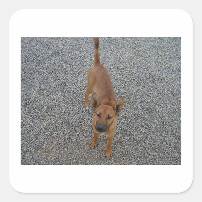 Sticker Carré Carolina chien full.png (Devant)