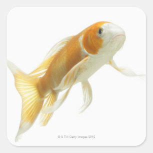 Sticker Carré Carpe (Cyprinus carpio)