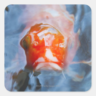 Sticker Carré Carpe de Koi (Cyprinus carpio), Japon