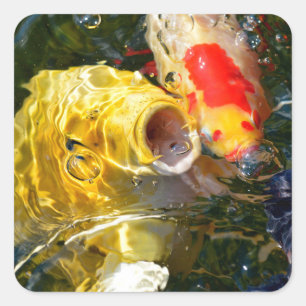 Sticker Carré Carpe jaune koi et poisson rouge à la surface de l