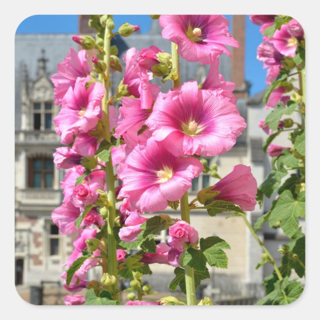 Sticker Carré Carte postale de fleurs de hollyhocks roses (Devant)