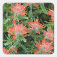 Castilleja des indiens dans les Many