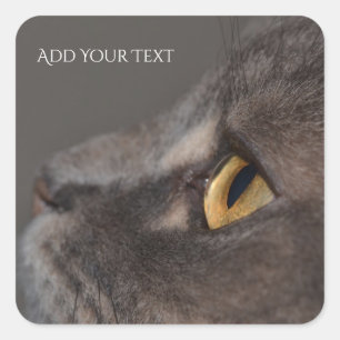Sticker Carré Cat Eye-Macro par Shirley Taylor