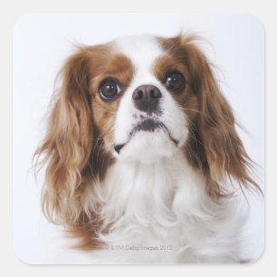 Sticker Carré Cavalier King Charles Spaniel assis en studio