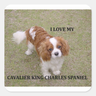 Sticker Carré Cavalier-roi-charles-spaniel blenheim aime w pic.