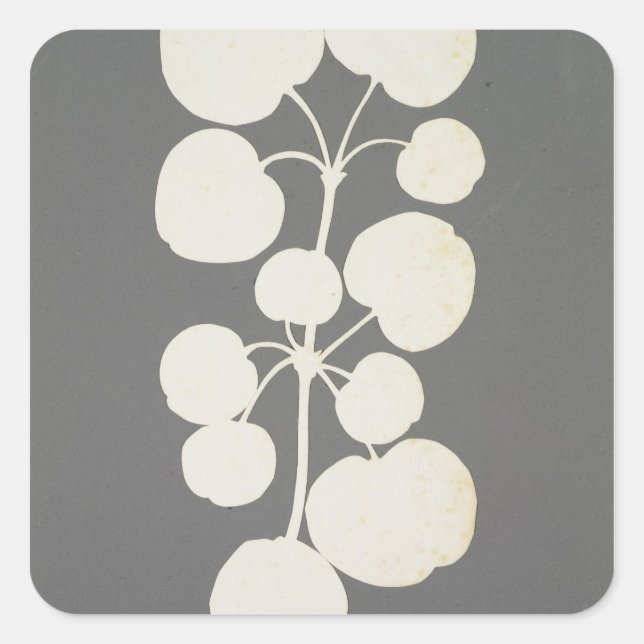 Sticker Carré Cayenne Pepper (Devant)