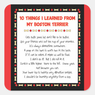 Sticker Carré Ce Que J'Ai Appris De Mon Terrier De Boston