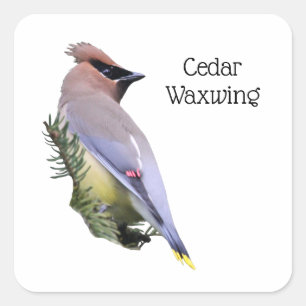 Sticker Carré Cèdre