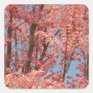 Sticker Carré Cedrela sinensis