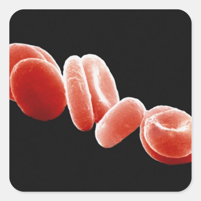 Sticker Carré Cellules de sang rouges (Devant)