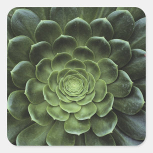 Sticker Carré Centre de Cactus