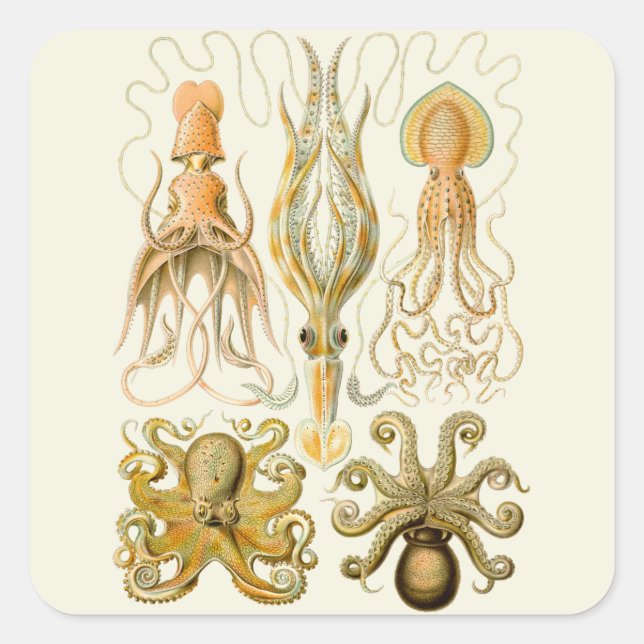 Sticker Carré Cephalopod poulpe calmar Nature marine (Devant)
