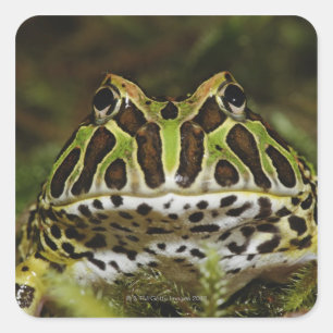 Sticker Carré Ceratophrys cranwelli