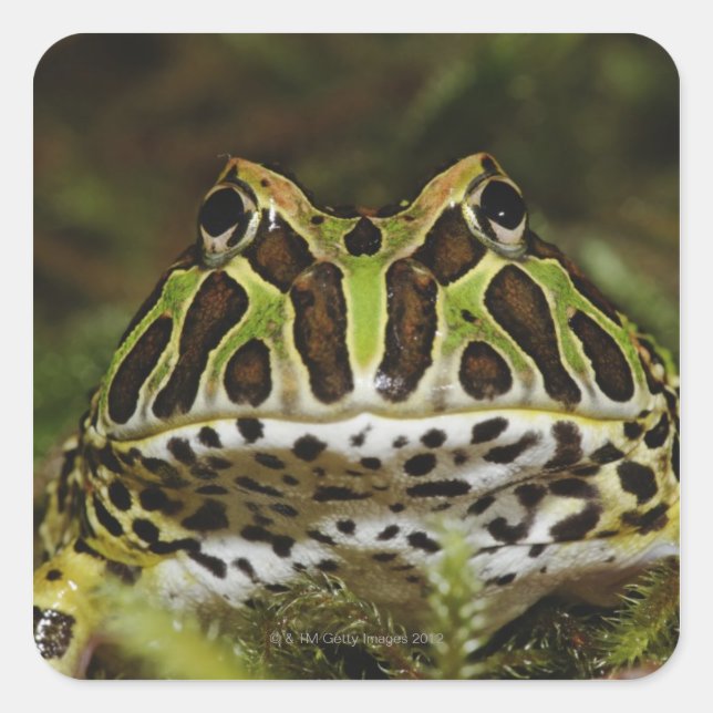 Sticker Carré Ceratophrys cranwelli (Devant)