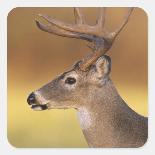 Sticker Carré Cerf à queue blanche, Odocoileus virginianus, (Devant)