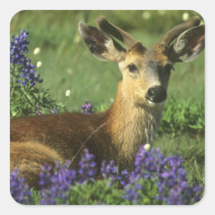 Sticker Carré Cerf à queue noire, Odocoileus hemionus