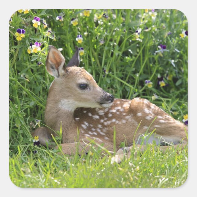 Sticker Carré Cerf de Virginie (Odocoileus virginianus) (Devant)