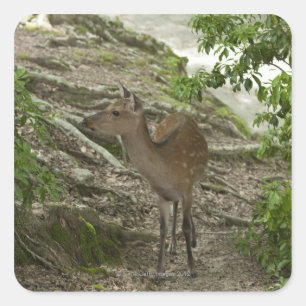 Sticker Carré Cerfs communs